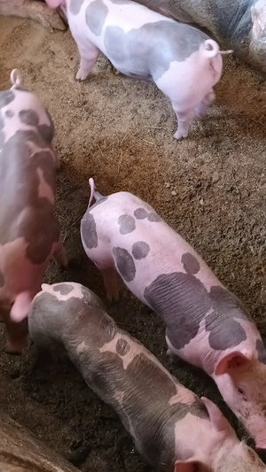 Purcei pietrain de vânzare - imagine 5