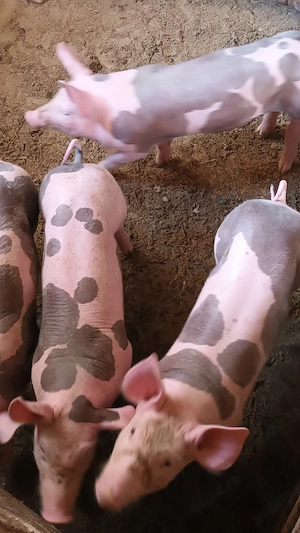 Purcei pietrain de vânzare - imagine 4