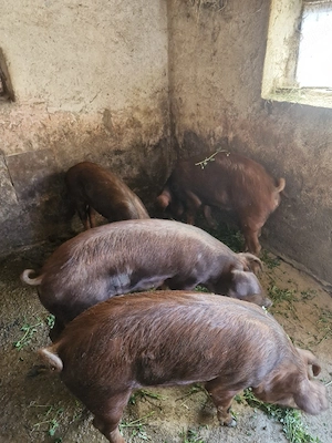 Porci duroc 