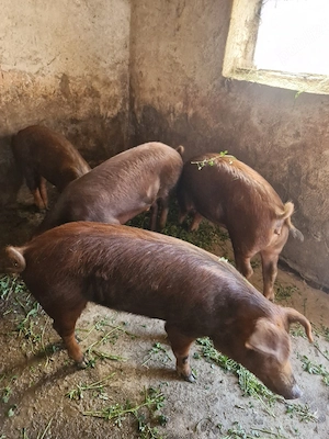 Porci duroc 