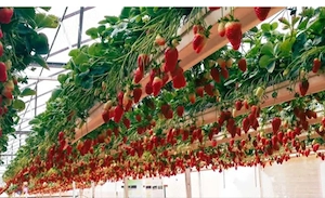 Se caută  4 femei  la cules de capsuni si zmeură 