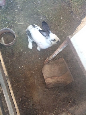 Schimb iepuroaica  - imagine 2