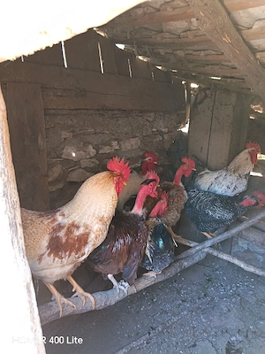 vand cocoși - imagine 2