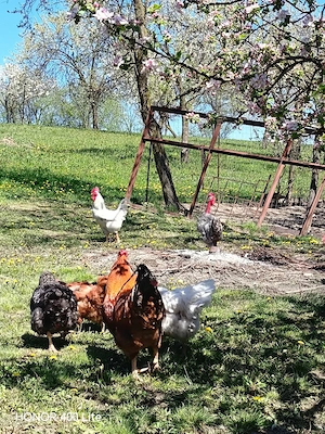 vand cocoși - imagine 3