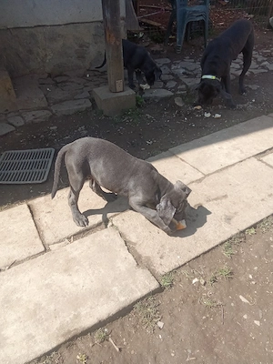 vanzare cane corso blu