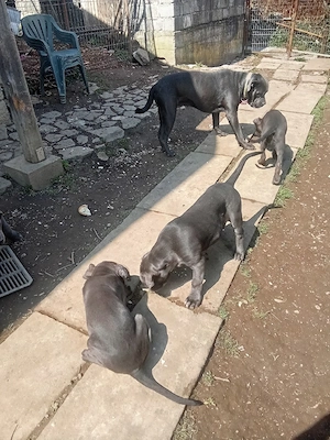 vanzare cane corso blu - imagine 2