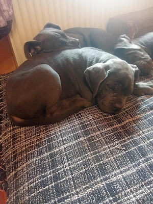 vanzare cane corso blu - imagine 3