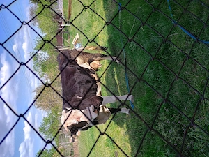 Vând vaca Holstein de 7 ani  - imagine 3