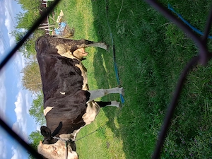 Vând vaca Holstein de 7 ani  - imagine 2