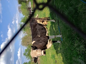 Vând vaca Holstein de 7 ani 