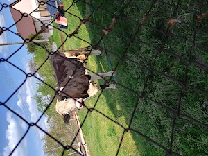 Vând vaca Holstein de 7 ani  - imagine 4