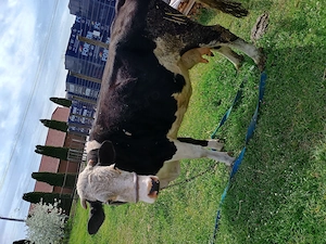 Vând vaca Holstein de 7 ani  - imagine 5