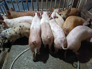 Purcei de 10-11săptămâni 