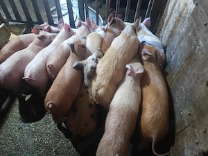 Purcei frumoși 10-11 săptămâni 