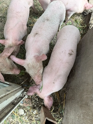 vand purcei grasi  - imagine 4