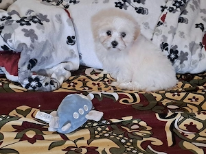 Bichon maltez talie mică 