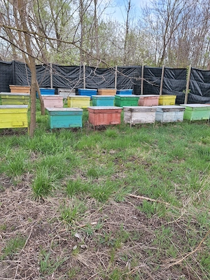 Familii de albine, cutii pentru albine, centrifuga, unelte albinarit