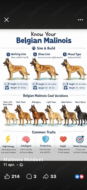 Cadou gratuit!!! Sable Pattern pui Malinois - imagine 3