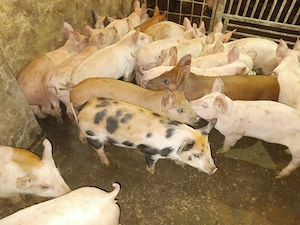 Purcei de 10-11săpt. 