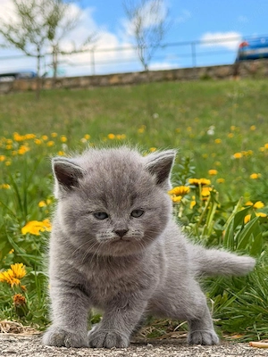 British scottish in cautare de casuta - imagine 2