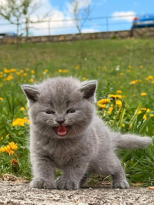 British scottish in cautare de casuta