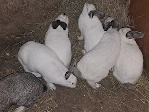 Iepuri tineri de anul trecut