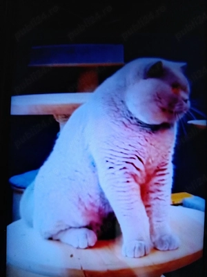 Vind pisică de rasă Shorhcov Britishi  - imagine 2