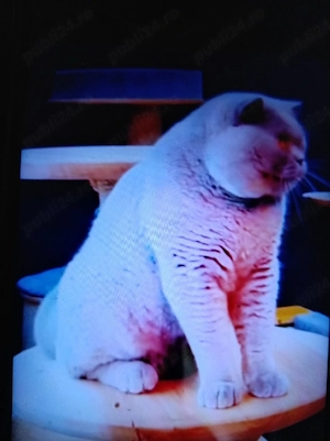 Vind pisică de rasă Shorhcov Britishi  - imagine 3