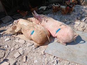 Purcele    castrate  - imagine 4