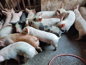 Disponibili purcei 10 săptămânii  - imagine 5