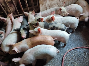 Disponibili purcei 10 săptămânii  - imagine 3