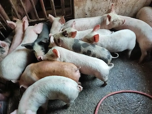 Disponibili purcei 10 săptămânii  - imagine 4