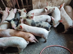 Disponibili purcei 10 săptămânii  - imagine 6