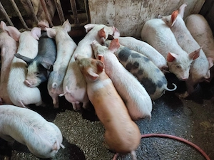 Disponibili purcei 10 săptămânii 