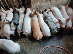 Disponibili purcei 10 săptămânii  - imagine 2