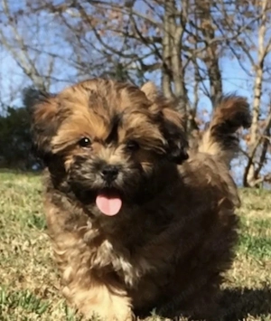 Bichon Havanez cu pedigree 