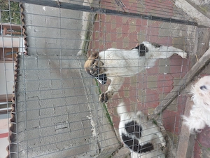 Vanzare Caine Ciobanesc Carpatin. - imagine 3