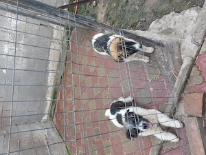 Vanzare Caine Ciobanesc Carpatin.