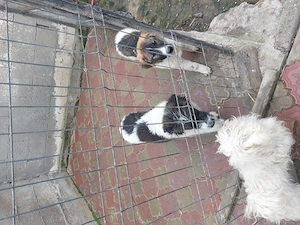 Vanzare Caine Ciobanesc Carpatin. - imagine 5