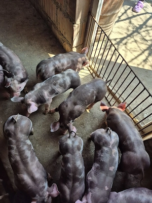 Vand purcei pietrean!!!!