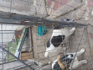 Vanzare Caine Ciobanesc Carpatin. - imagine 4