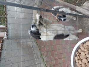 Vanzare Caine Ciobanesc Carpatin. - imagine 2