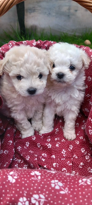bichoni maltez de vanzare