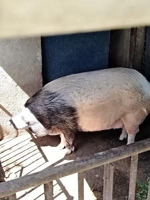 Vand porc pentru sacrificat  rasa bazna   - imagine 2