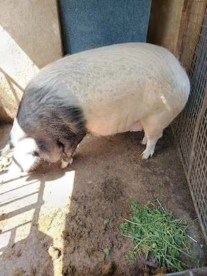 Vand porc pentru sacrificat  rasa bazna   - imagine 3