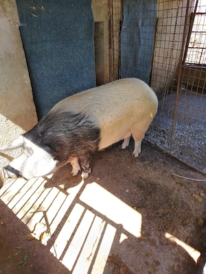 Vand porc pentru sacrificat  rasa bazna   - imagine 4