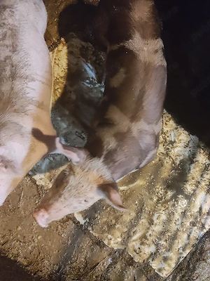 Vind purcei  - imagine 2