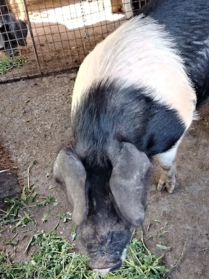 Vand vier rasa bazna