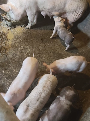 Vind purcei  - imagine 4