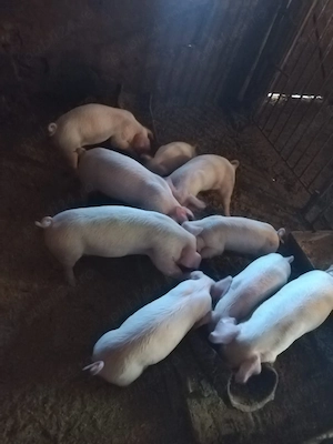 Vând purcei - imagine 2